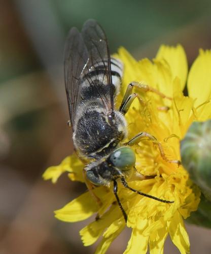 Réf. 236 647 : Bembix sp.